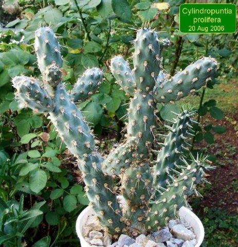 Cylindropuntia_ prolifera _04